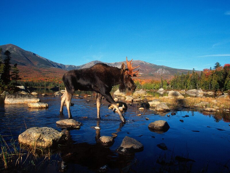 Moose in Water — Blue, Serene, Autumn
