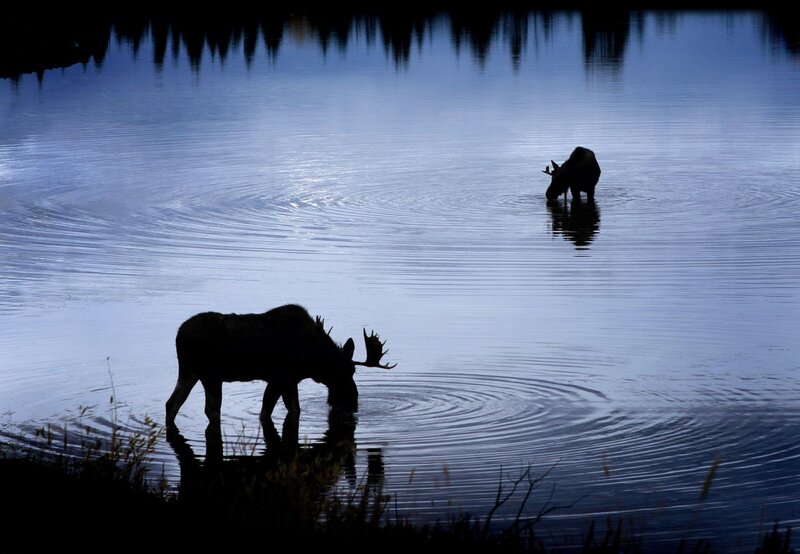 Moose in Water — Blue, Serene