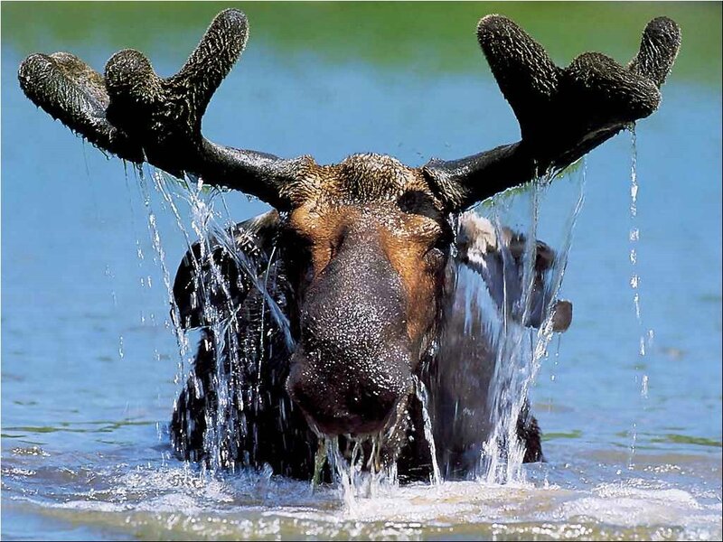 Moose in Water — Blue
