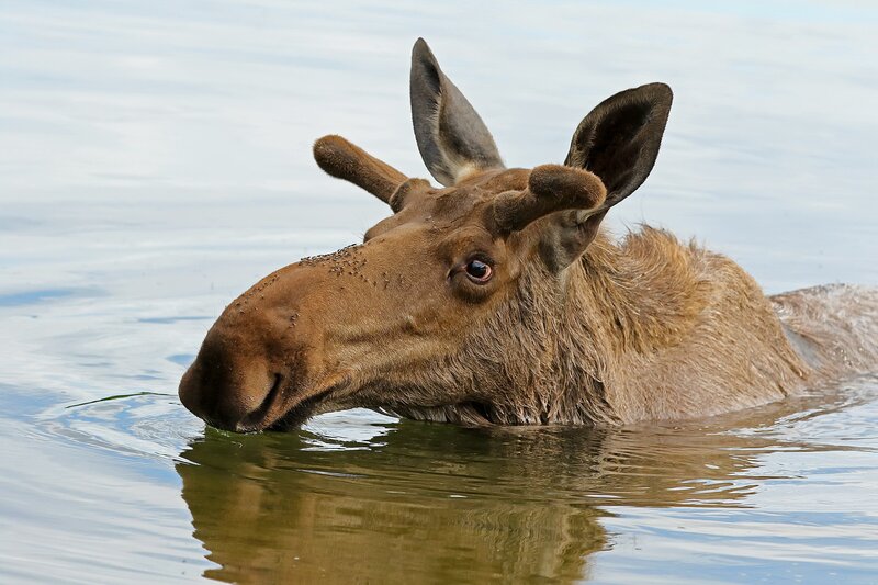 Moose in Water — Brown, Calm