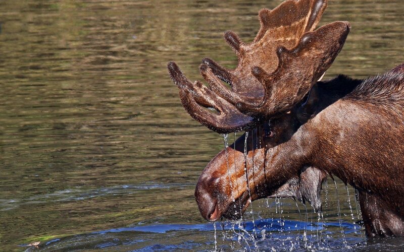Moose in Water — Brown, Natural, Afternoon, Photograph, Antlers