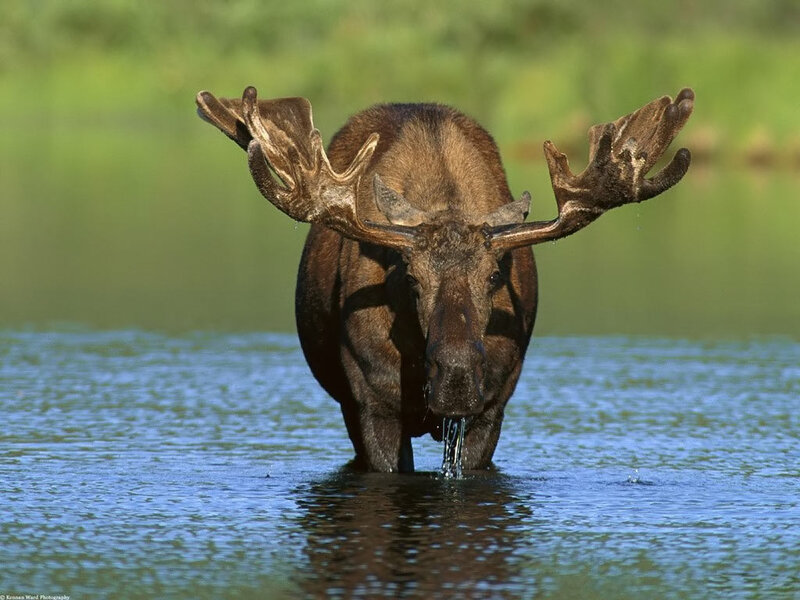 Moose in Water — Brown, Natural, Afternoon