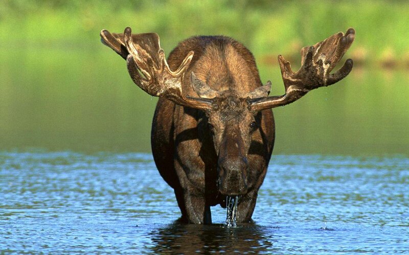 Moose in Water — Brown