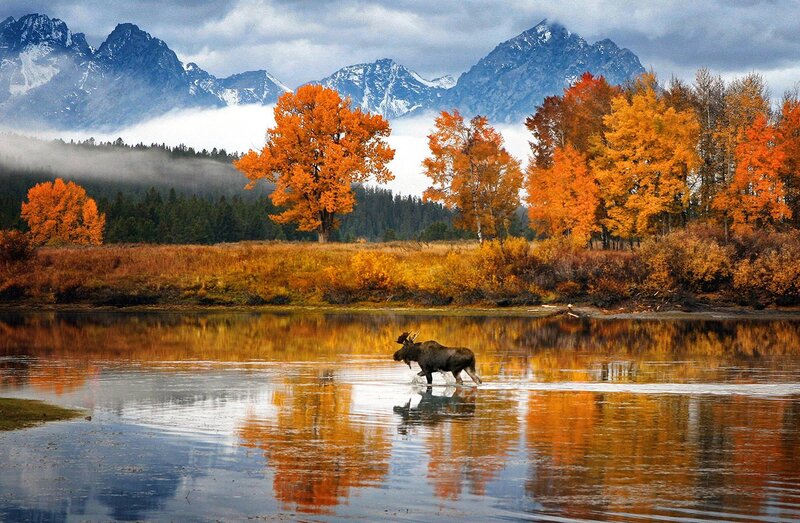 Moose in Water — Orange