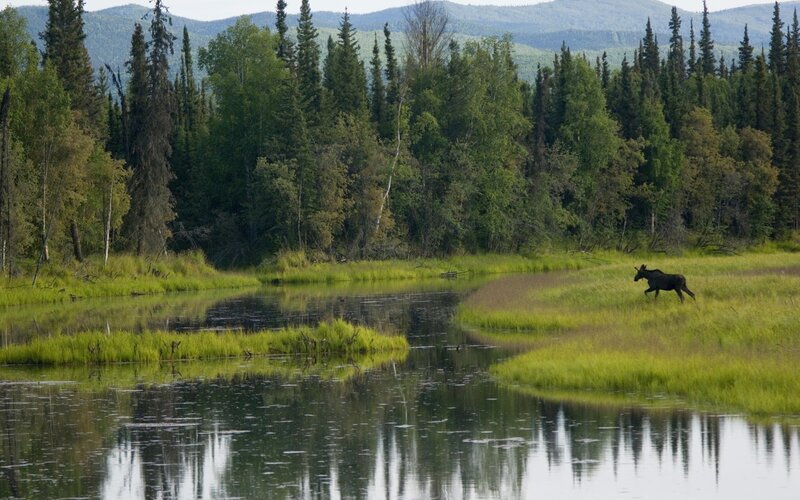 Moose in Wetland — Green, Serene, Afternoon, Photograph, Forest, River