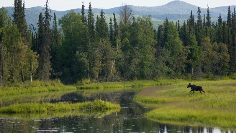 Moose in Wetland — Green, Serene, Afternoon, Photograph