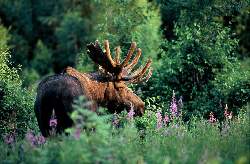 Moose in Wildflowers