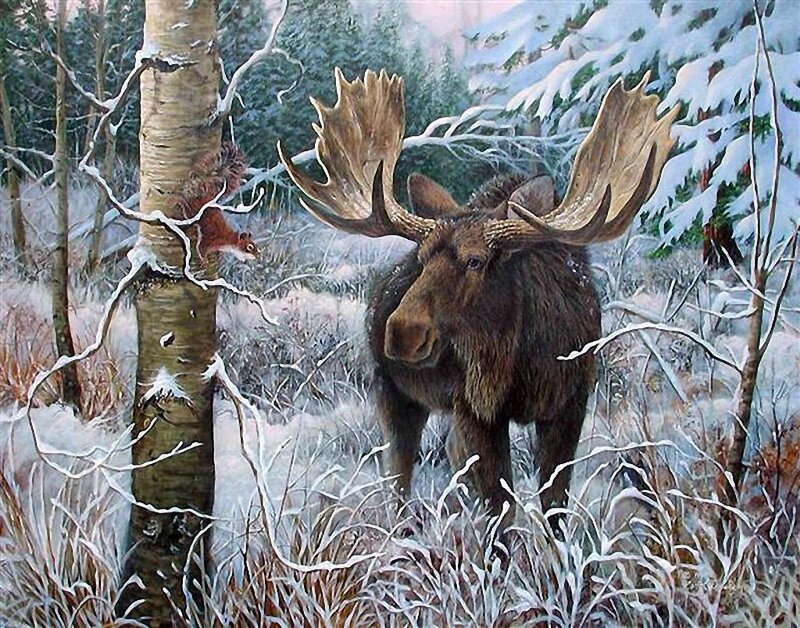Moose in Winter Forest — Brown
