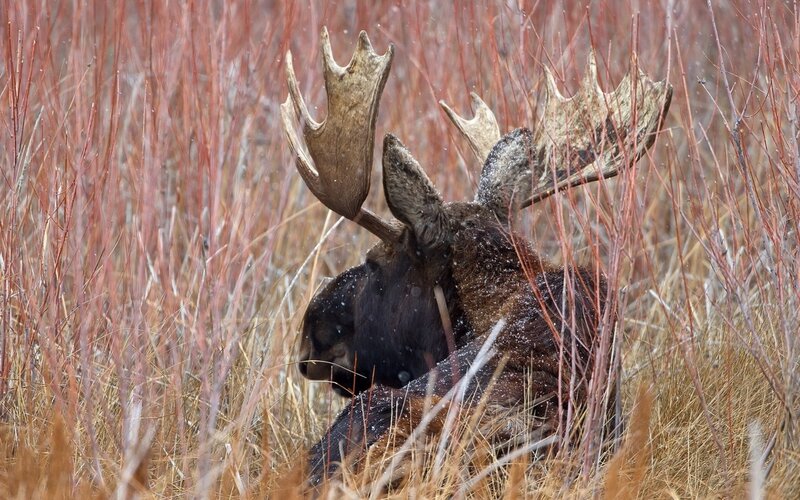 Moose in winter grass