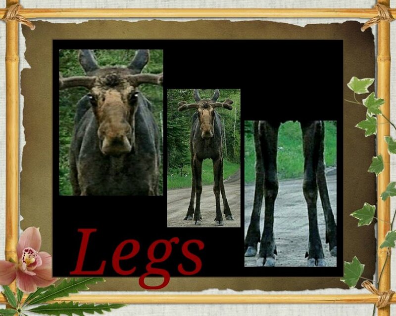 Moose Legs