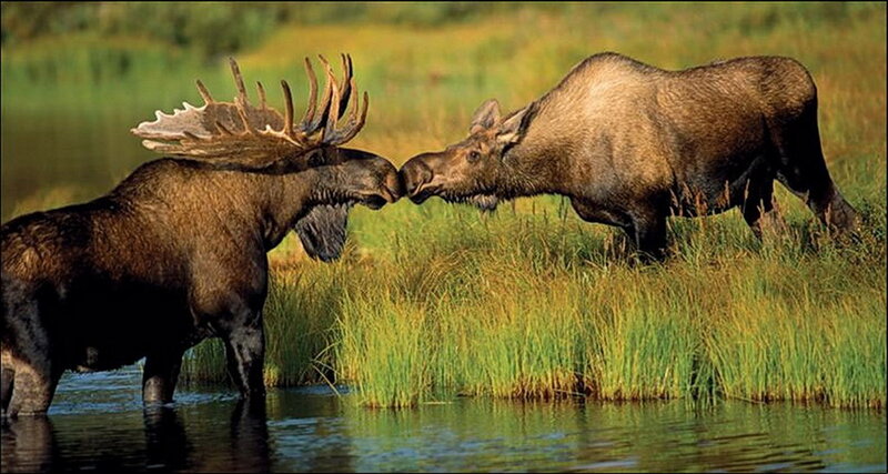 Moose locking antlers in marsh