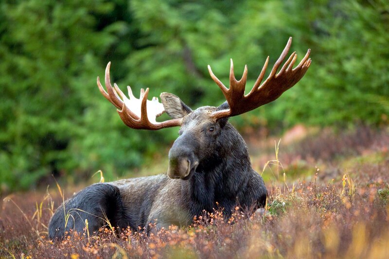 Moose Lying in Field