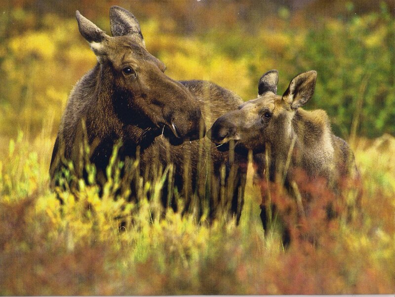 Moose Mother and Calf — Brown