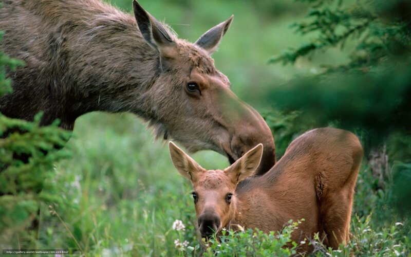 Moose Mother and Calf — Green, Calm