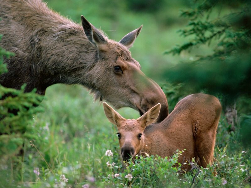 Moose mother and calf in forest