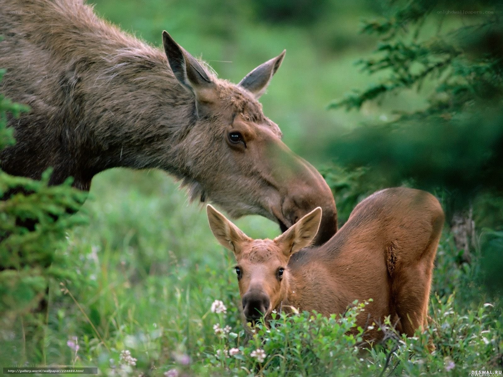 Moose mother and calf in forest