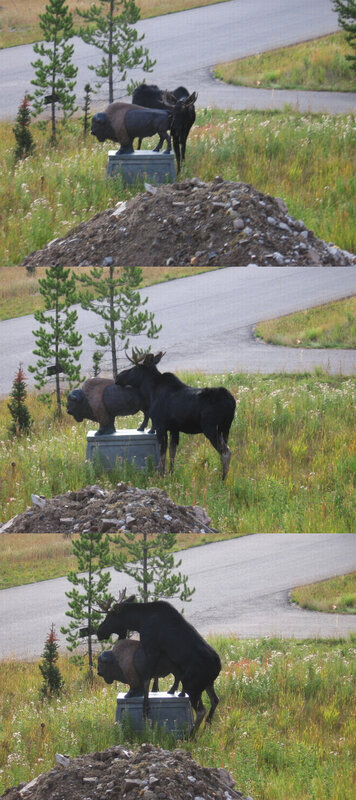 Moose mounts statue