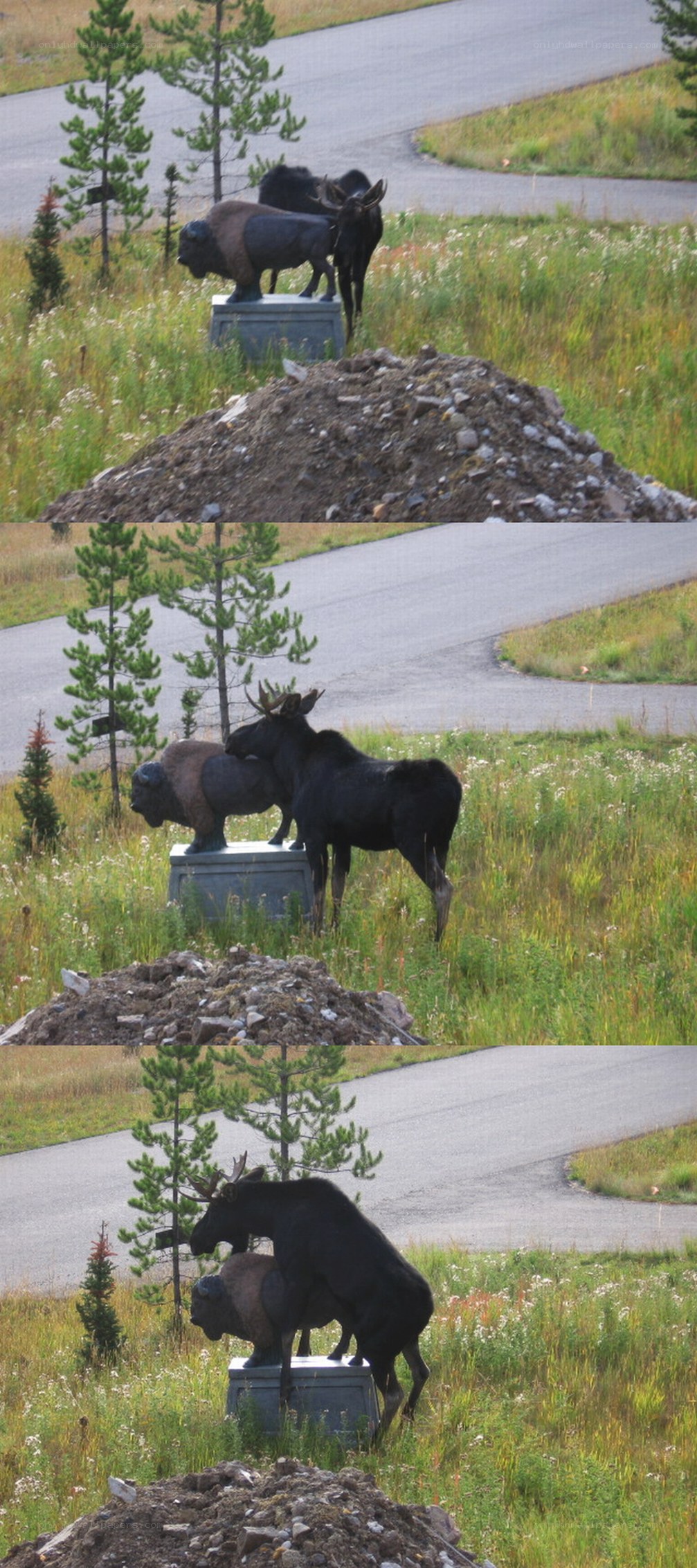 Moose mounts statue