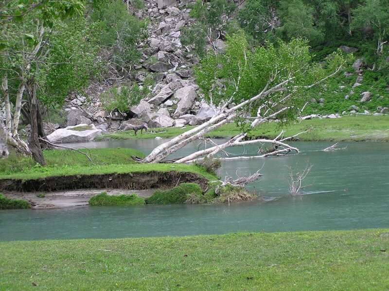 Moose Near River