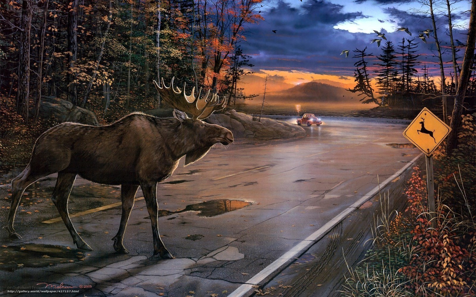 Moose on a wet road at dusk