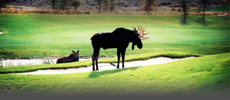 Moose on Golf Course