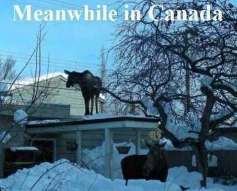 Moose on Roof