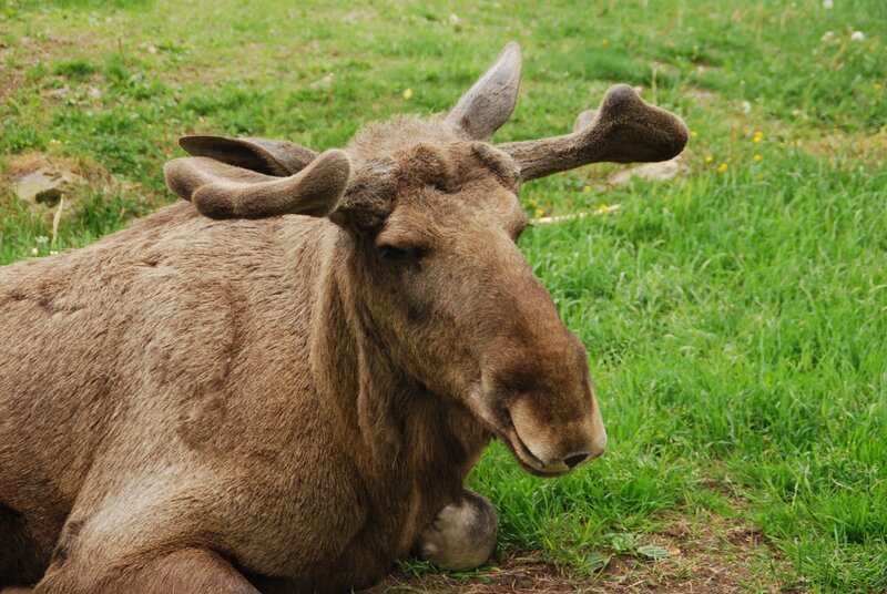 moose resting in grass