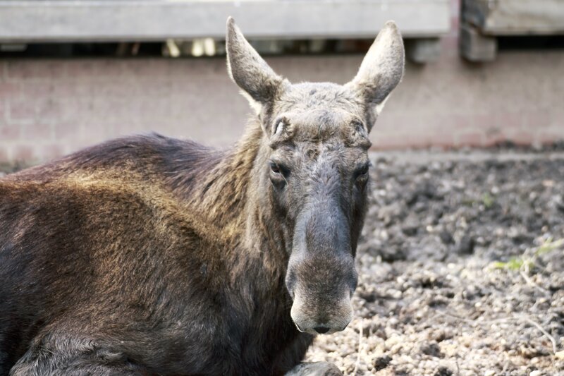 moose resting on ground