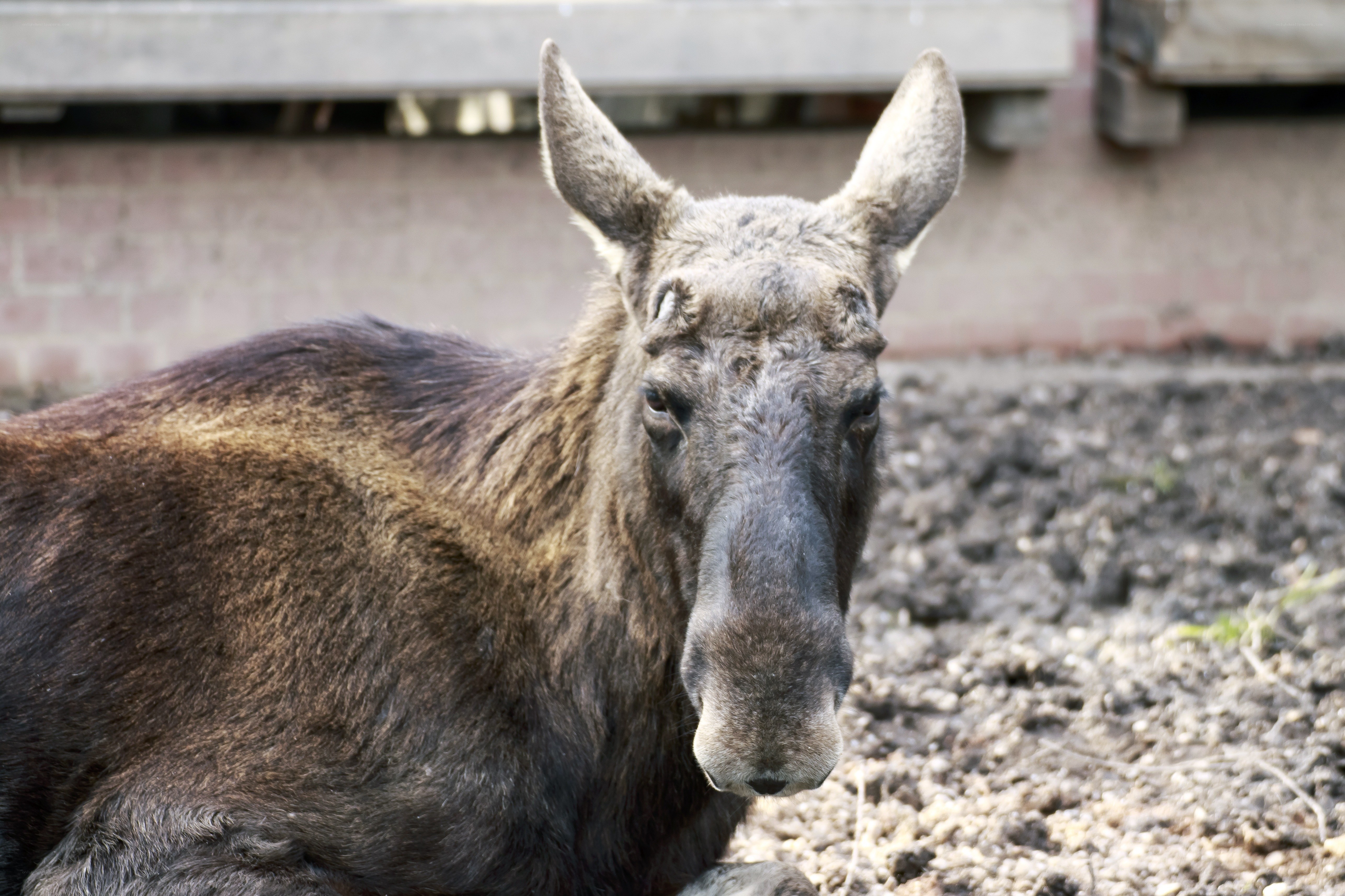 moose resting on ground