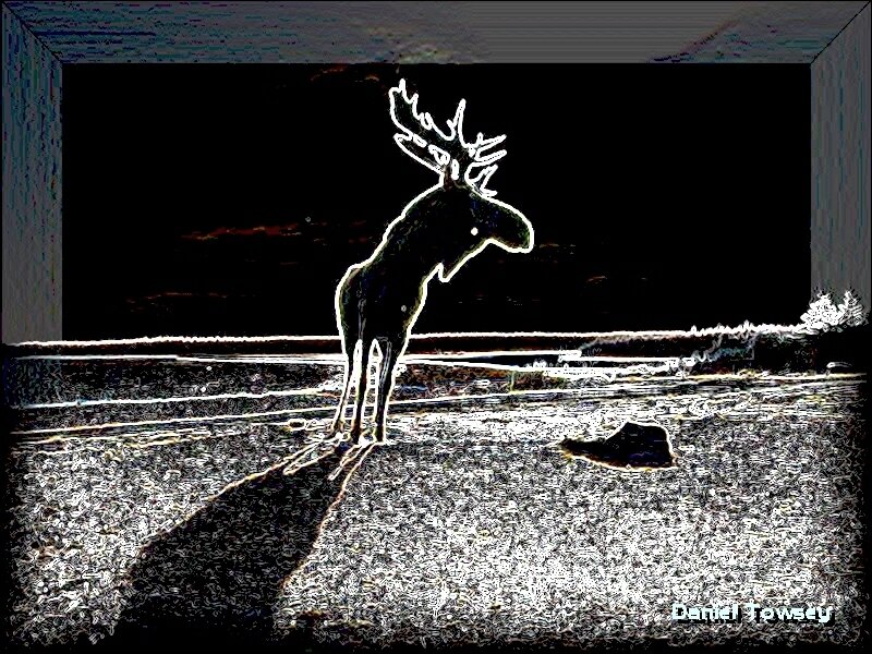 Moose silhouette at night