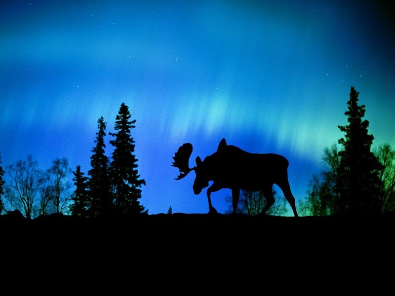Moose Silhouette — Blue, Serene