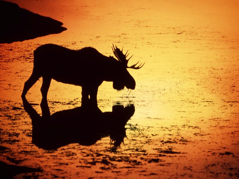 Moose Silhouette — Orange, Serene
