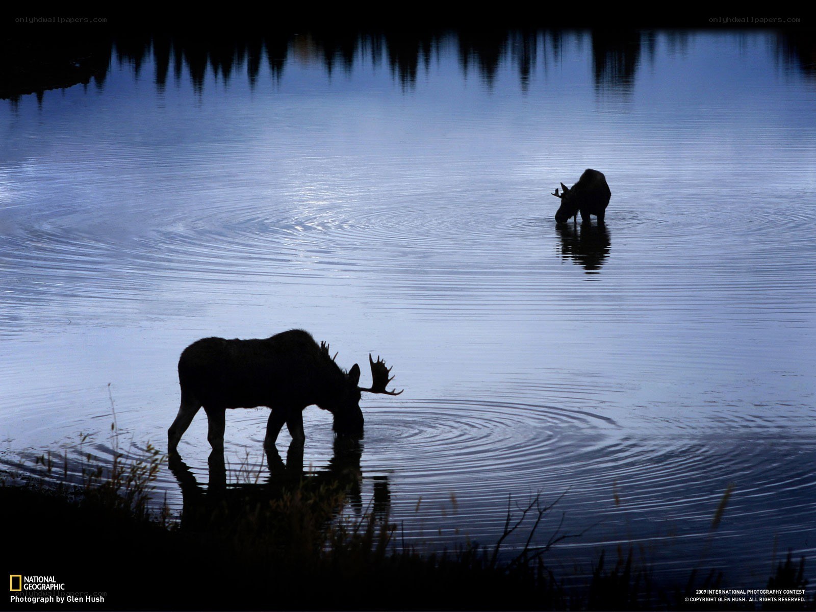 Moose silhouettes in a lake