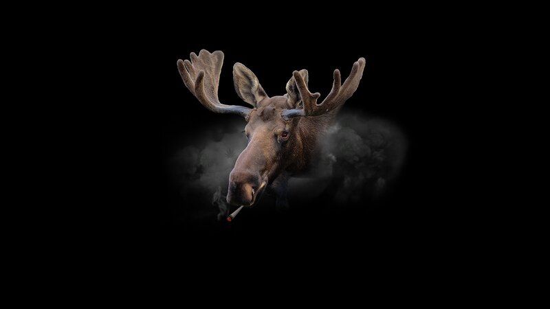 Moose Smoking Cigarette