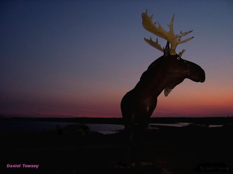 Moose statue at dusk