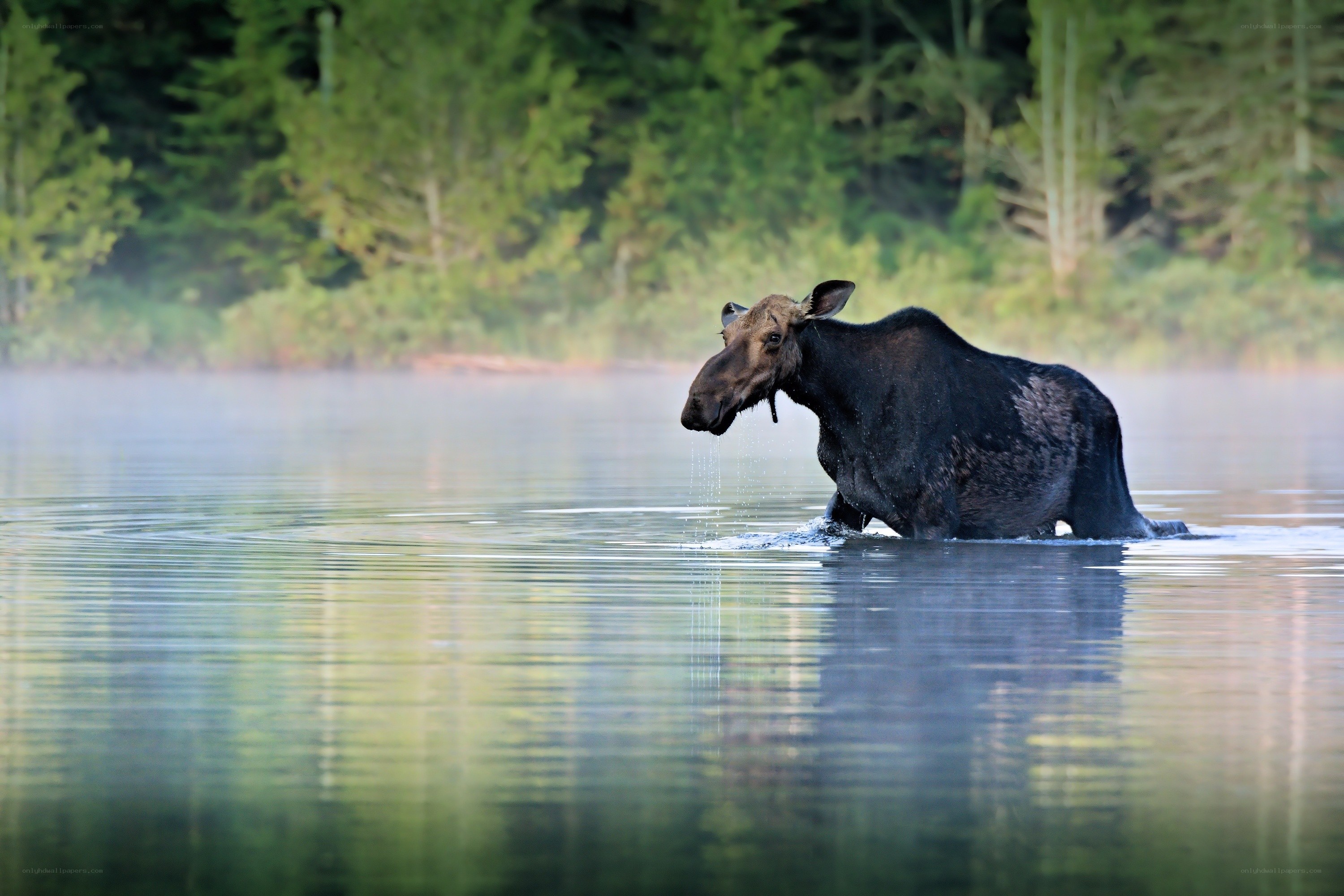 Moose wading in a misty lake