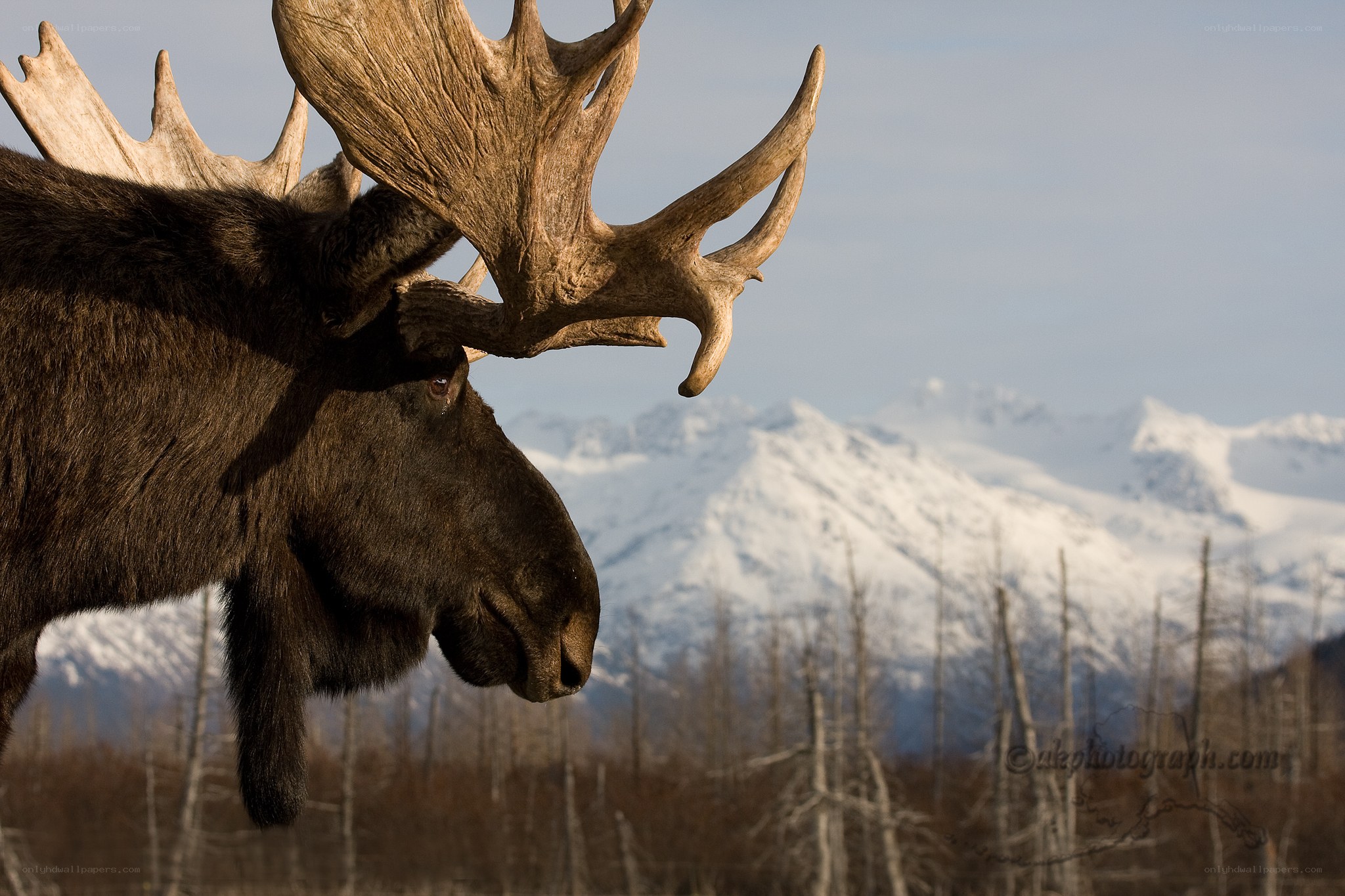 Moose with antlers in mountains