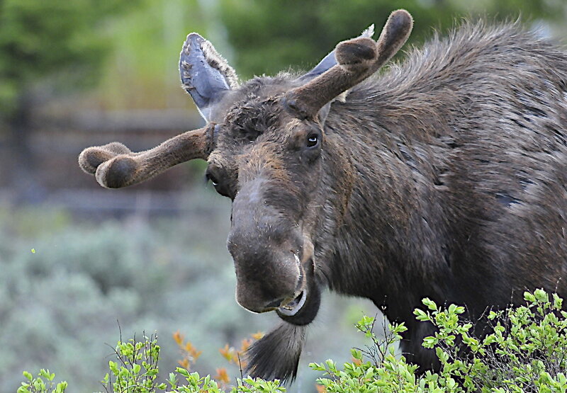 Moose with Antlers