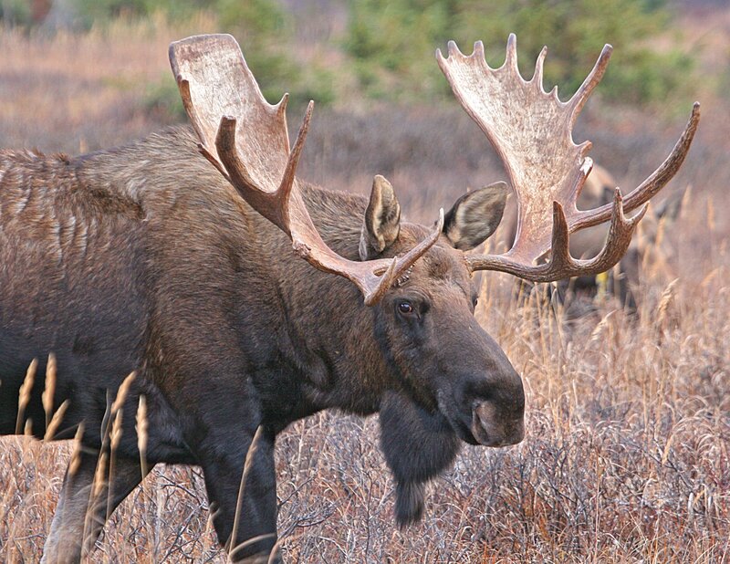 Moose with large antlers