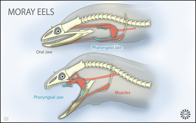 Moray Eel Anatomy