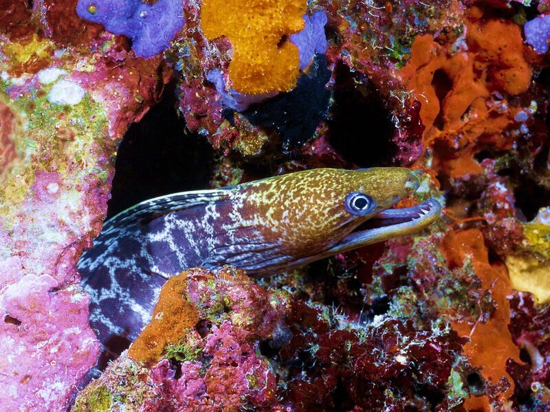 Moray Eel in Coral — Orange