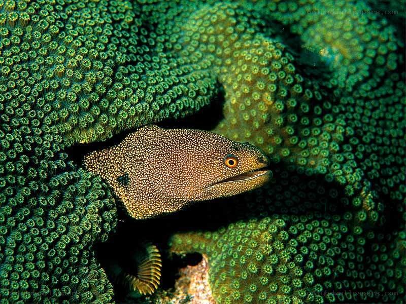 Moray eel in coral reef