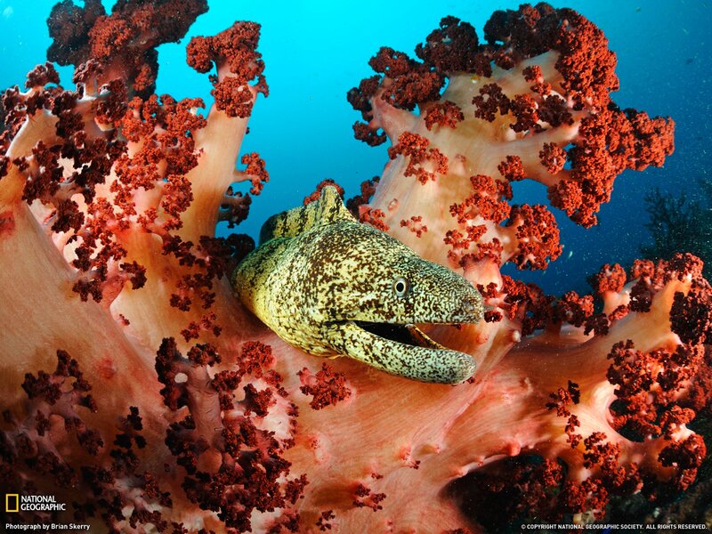 Moray eel in coral reef