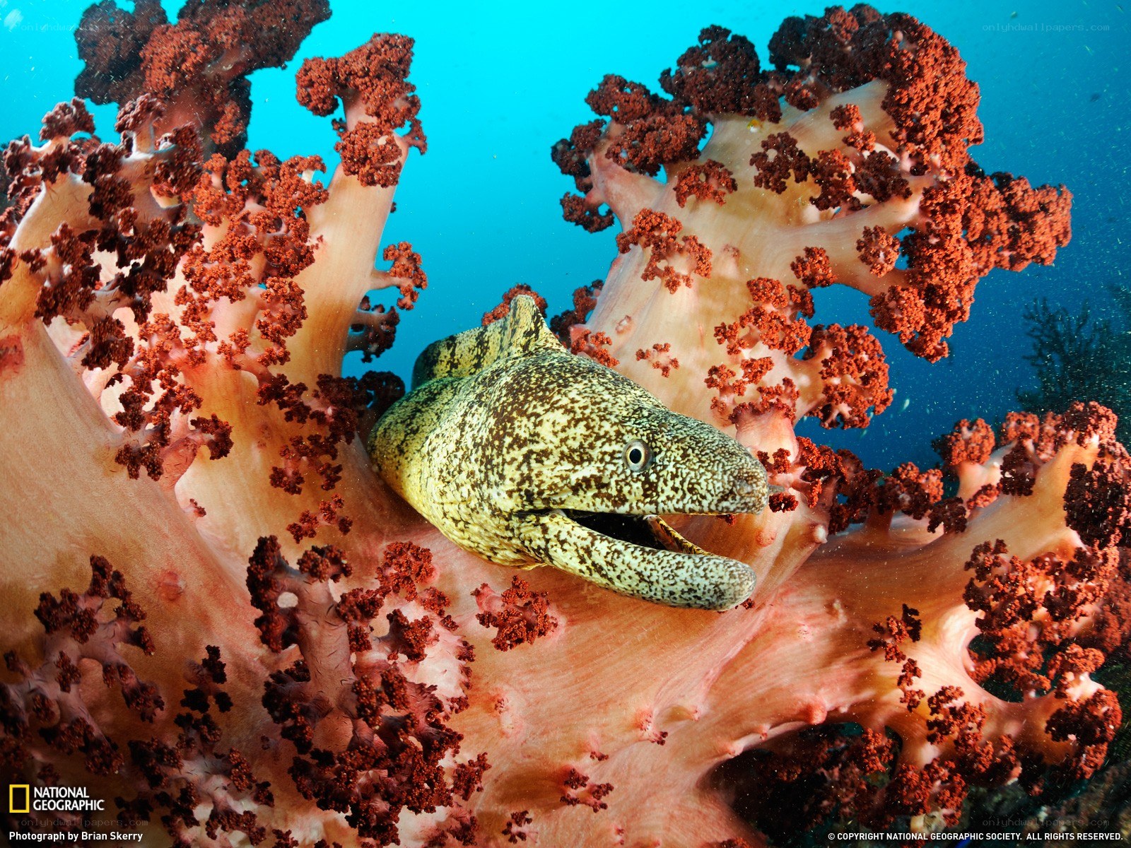 Moray eel in coral reef
