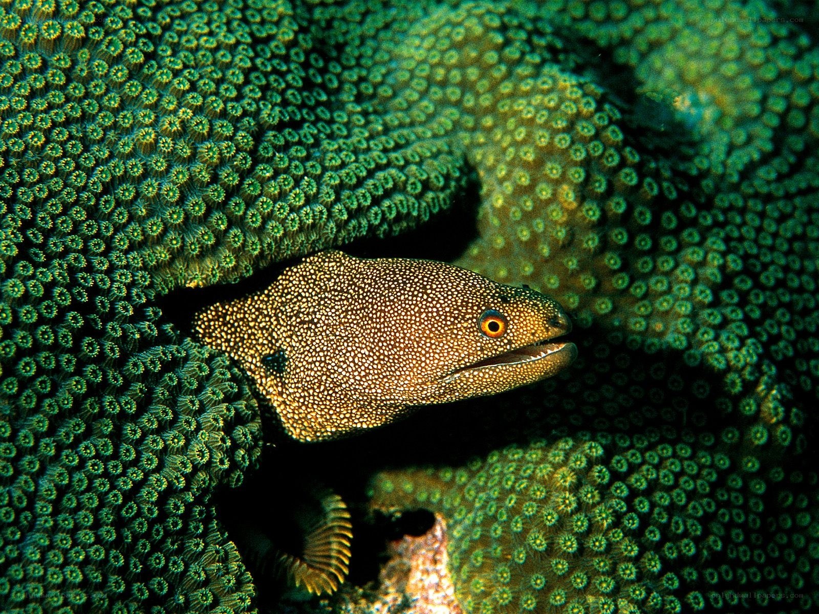Moray eel in coral reef