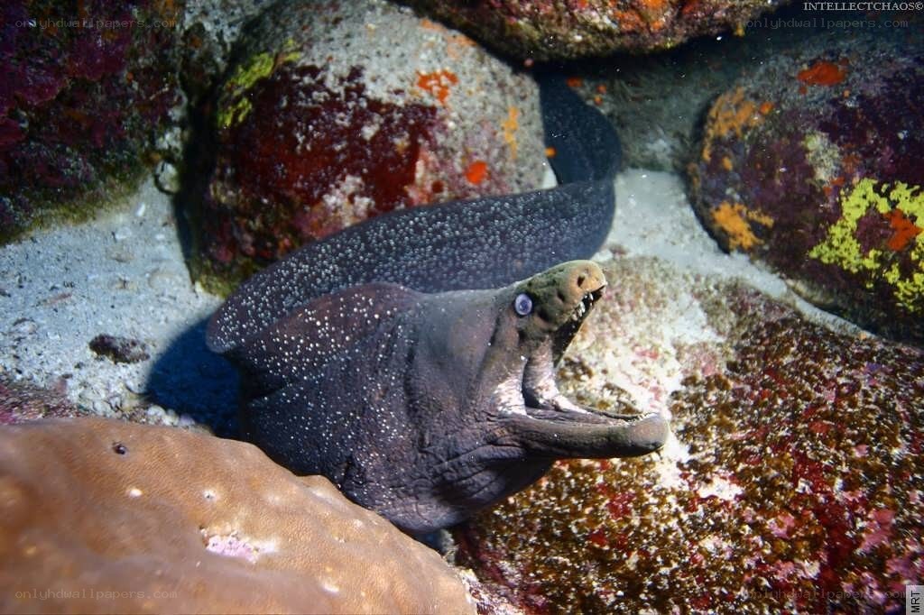Moray eel in coral reef