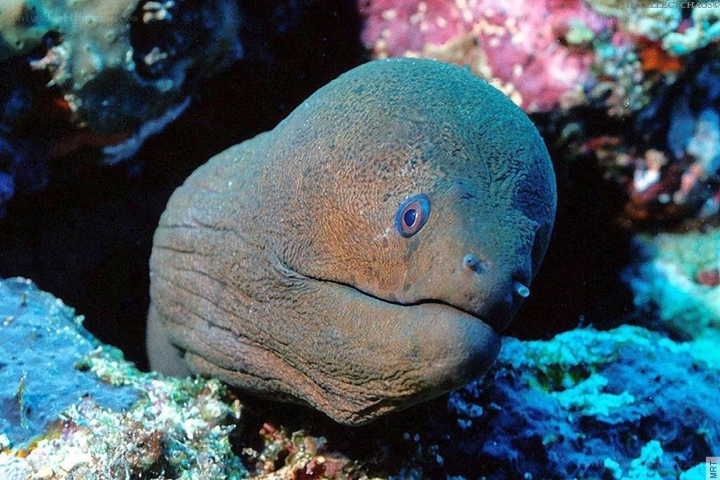 Moray eel in coral reef