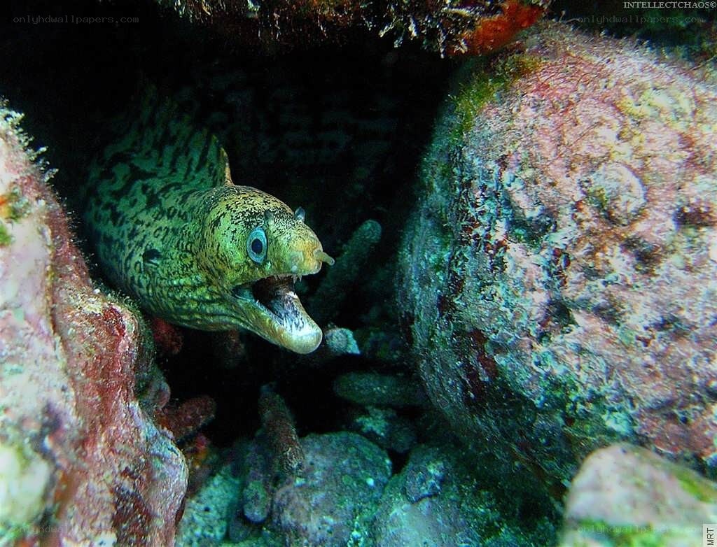 Moray eel in coral reef