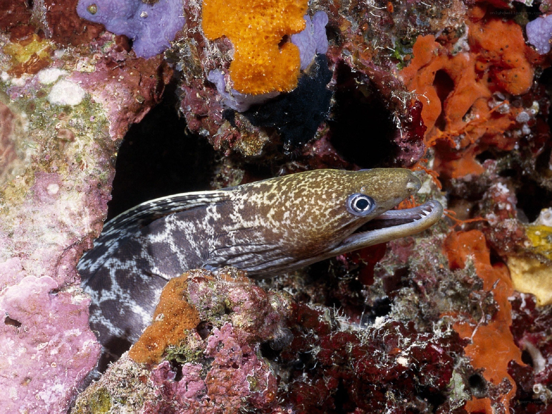 Moray eel in coral reef