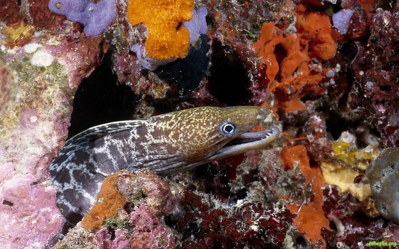 Moray Eel in Coral